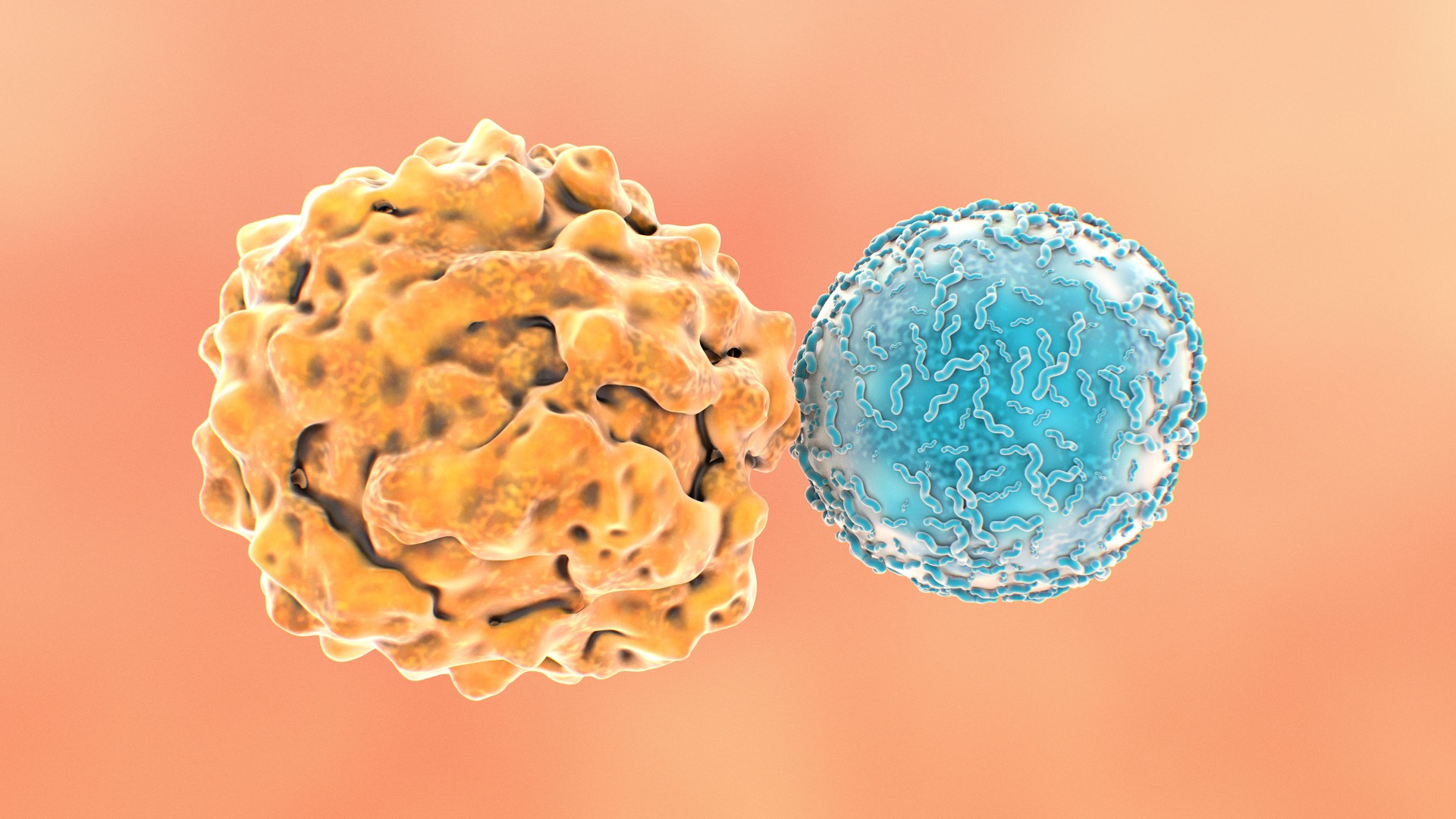 T-Cell Attacks Cancer Cell